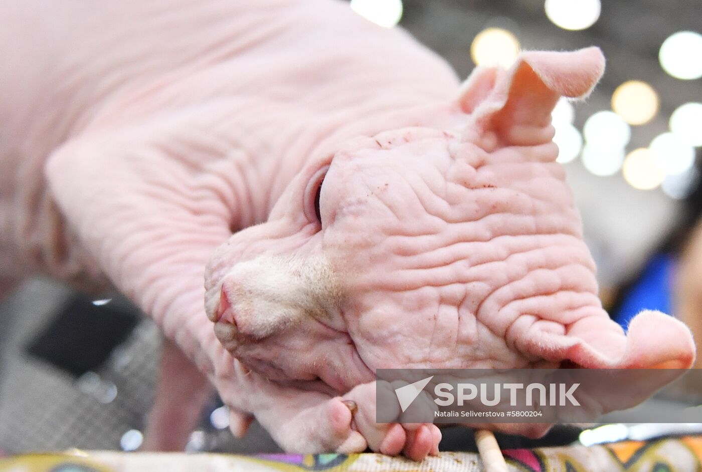 Russia Cats Show