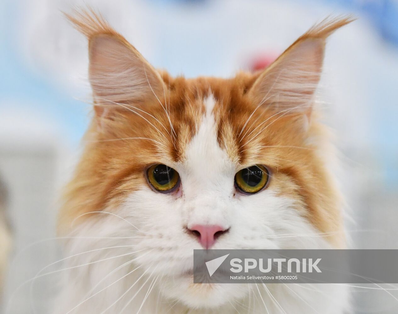 Russia Cats Show