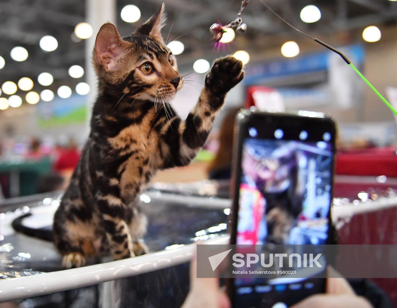 Russia Cats Show