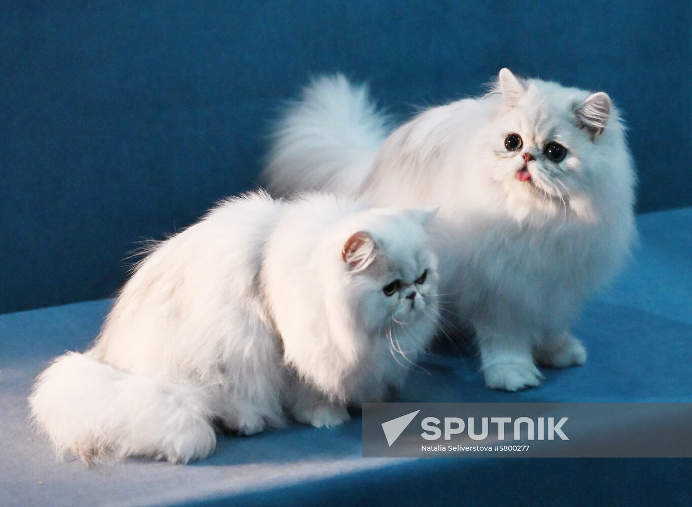 Russia Cats Show
