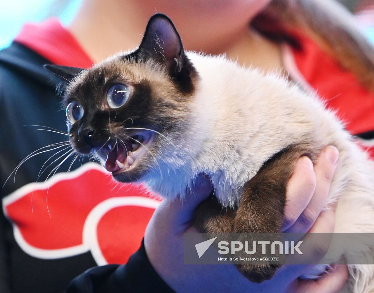 Russia Cats Show