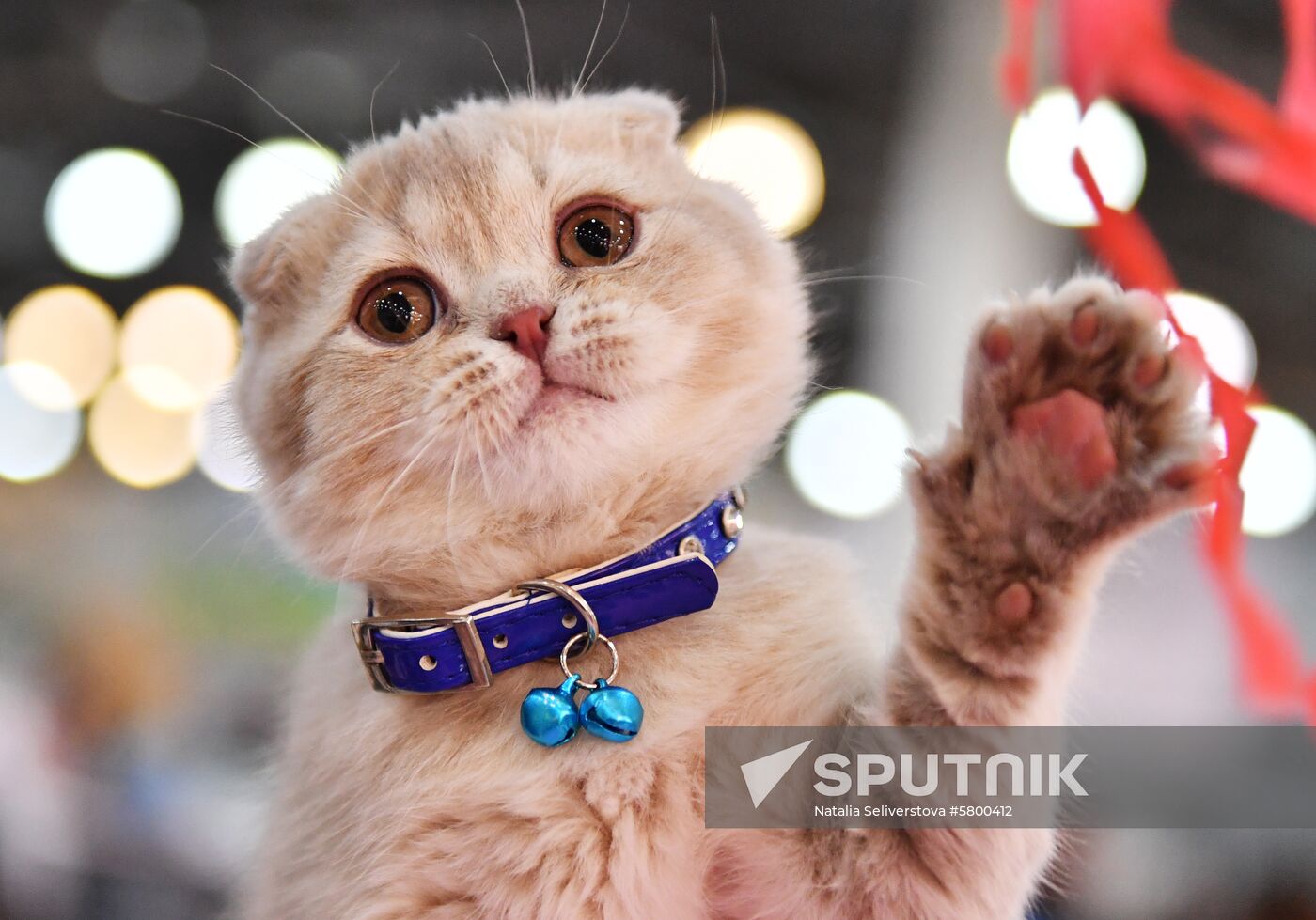 Russia Cats Show