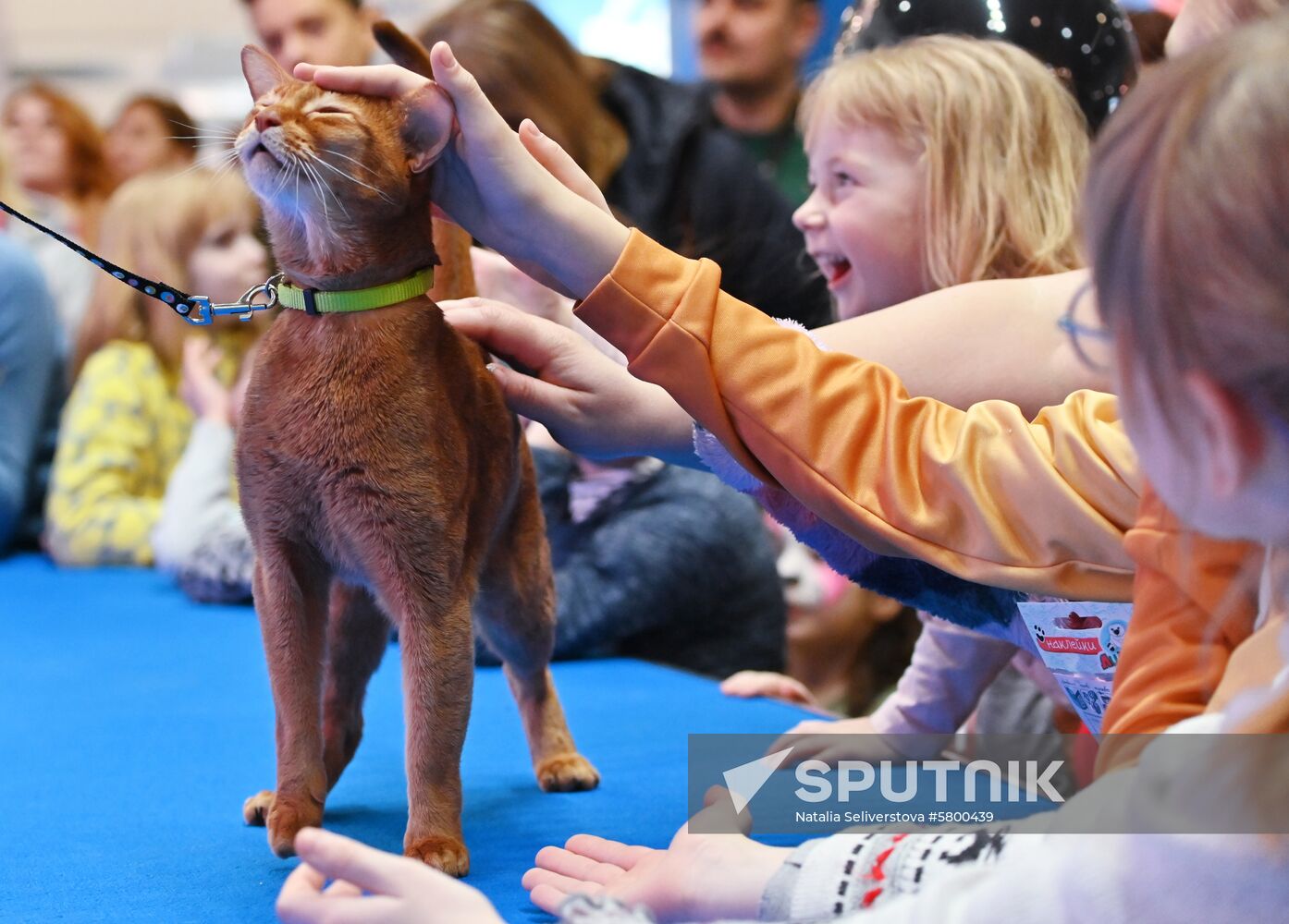 Russia Cats Show