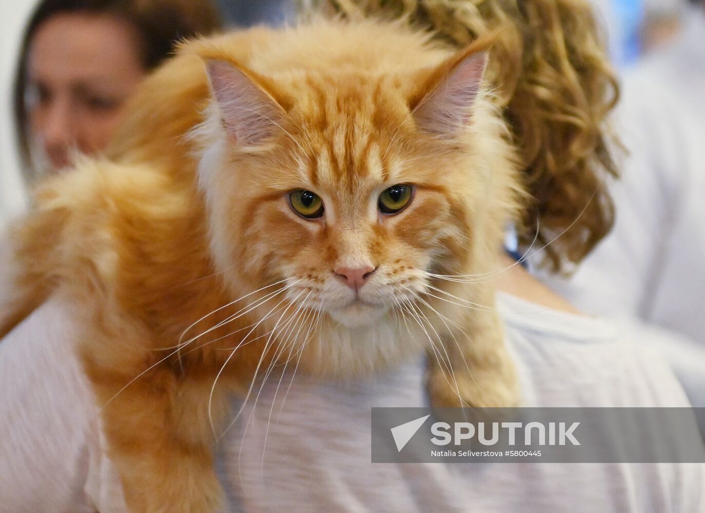 Russia Cats Show