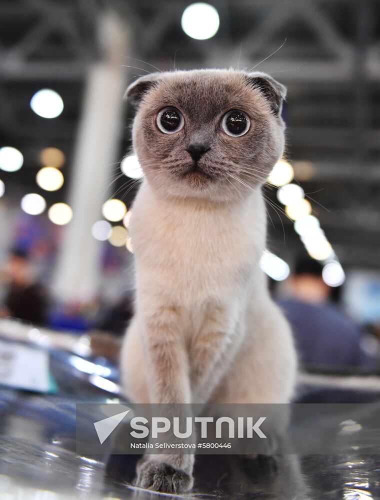 Russia Cats Show