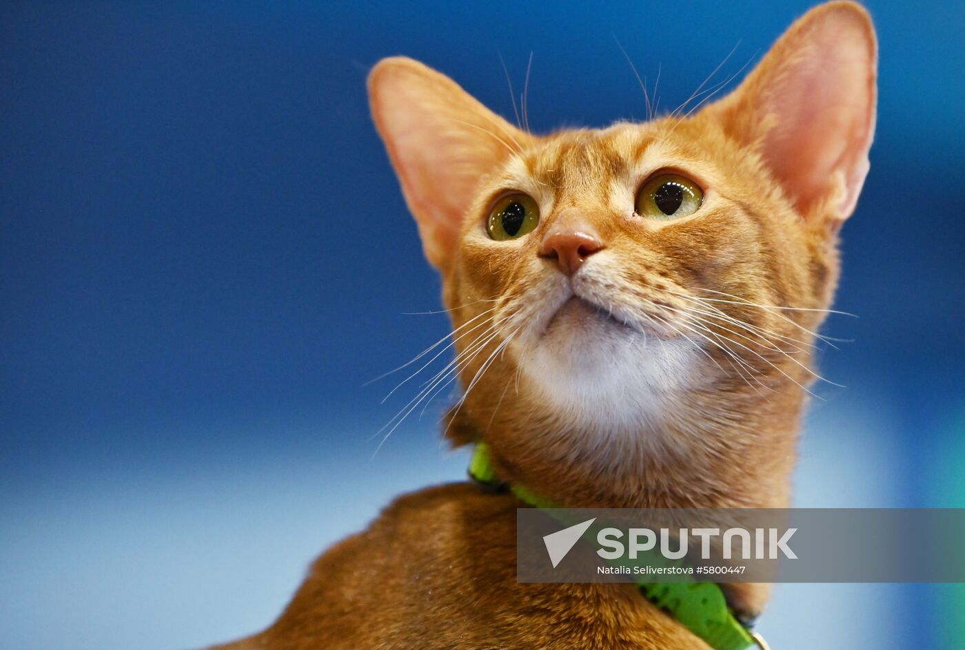 Russia Cats Show