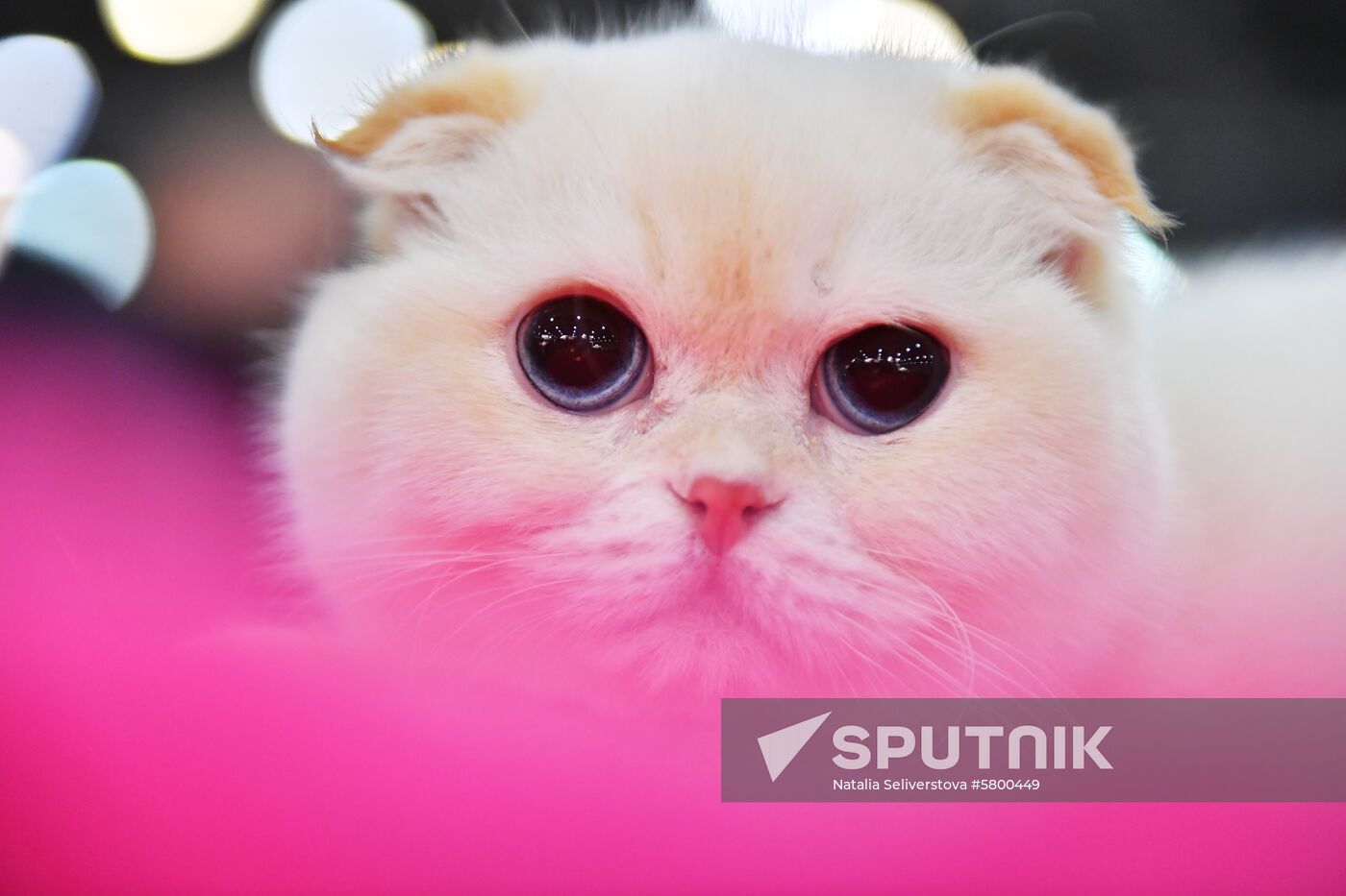 Russia Cats Show
