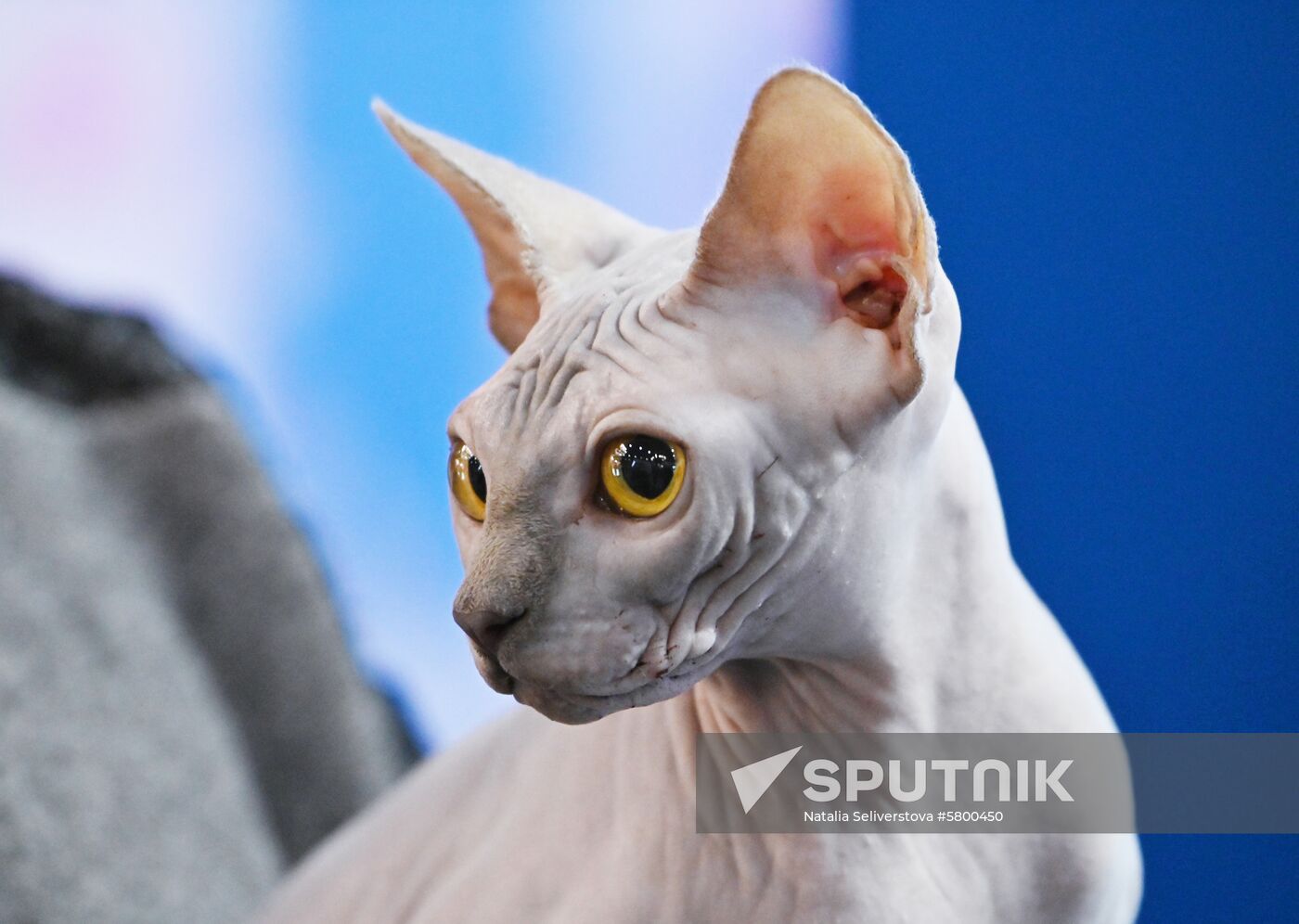 Russia Cats Show