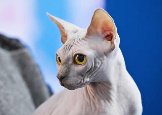 Russia Cats Show