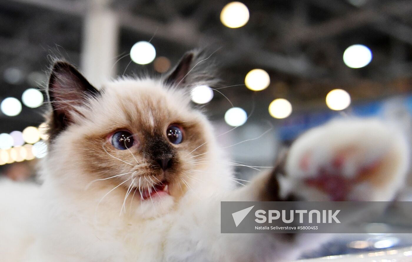 Russia Cats Show