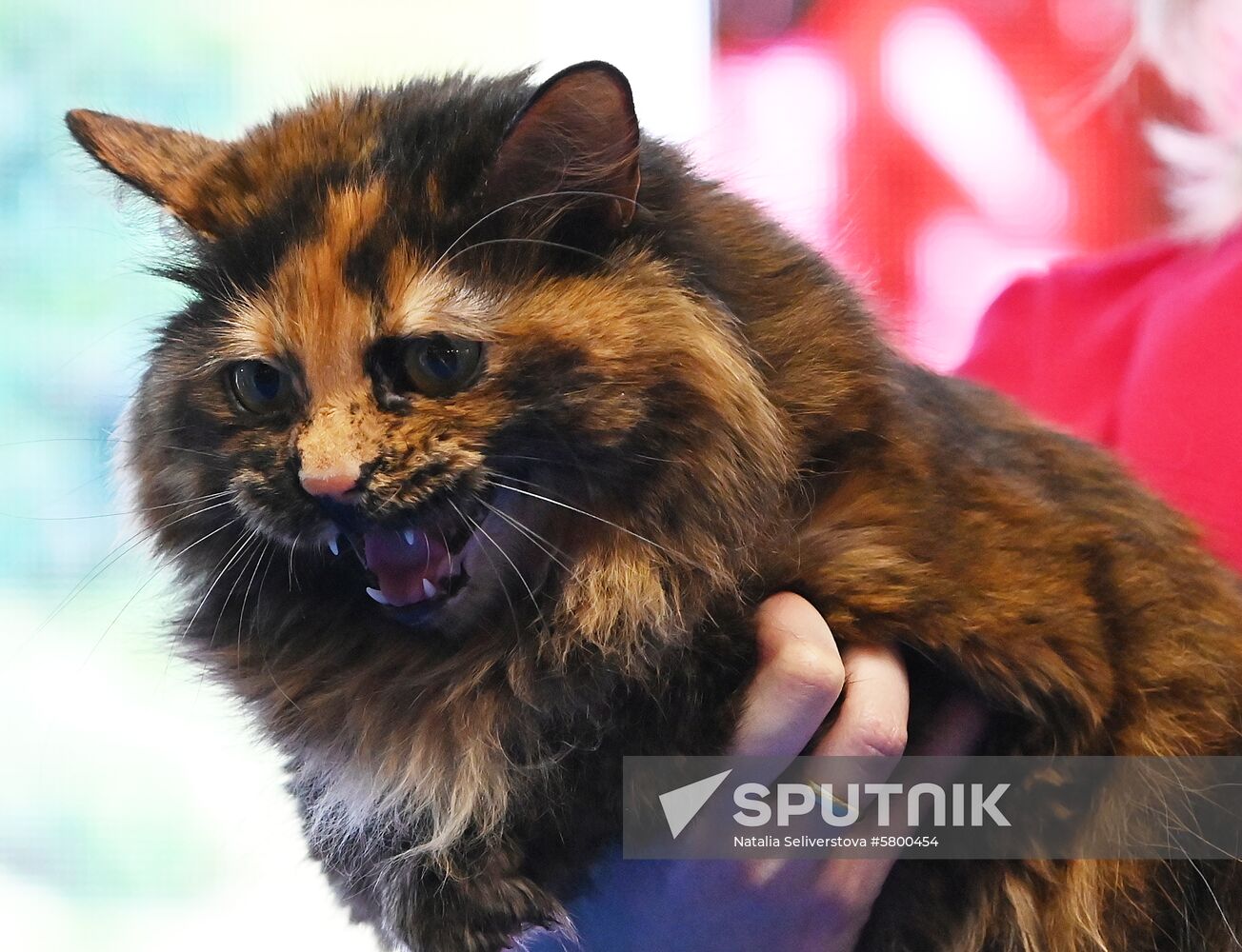 Russia Cats Show
