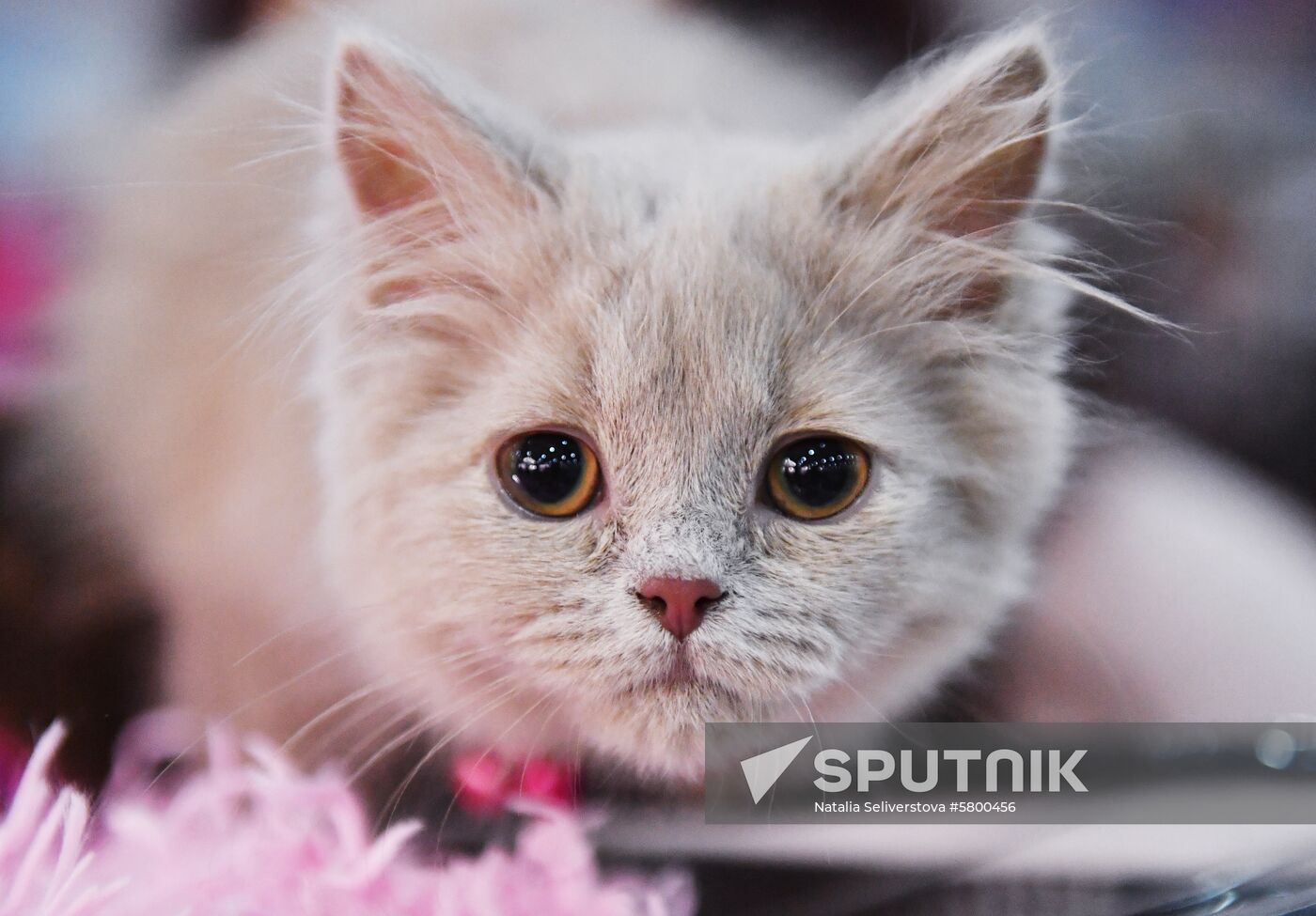 Russia Cats Show