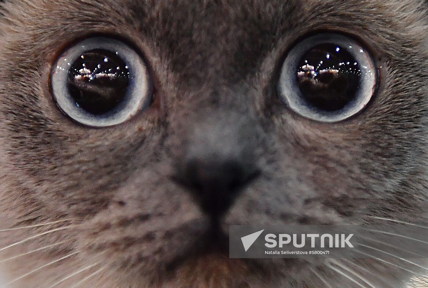 Russia Cats Show