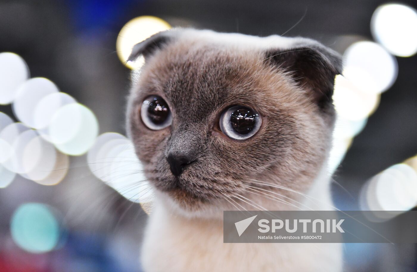 Russia Cats Show