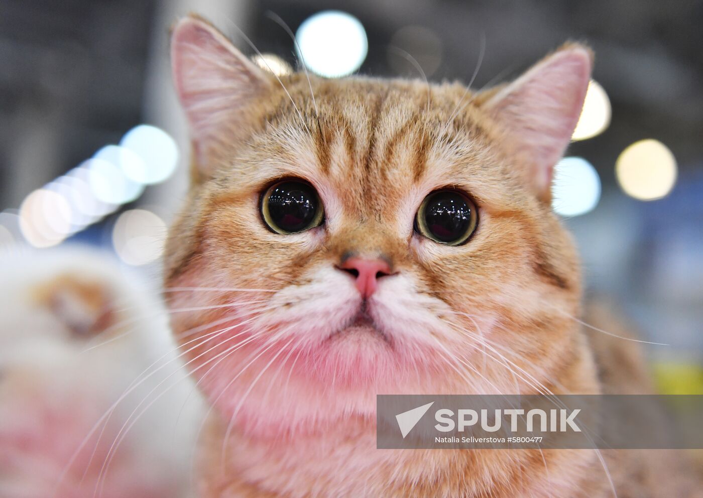 Russia Cats Show