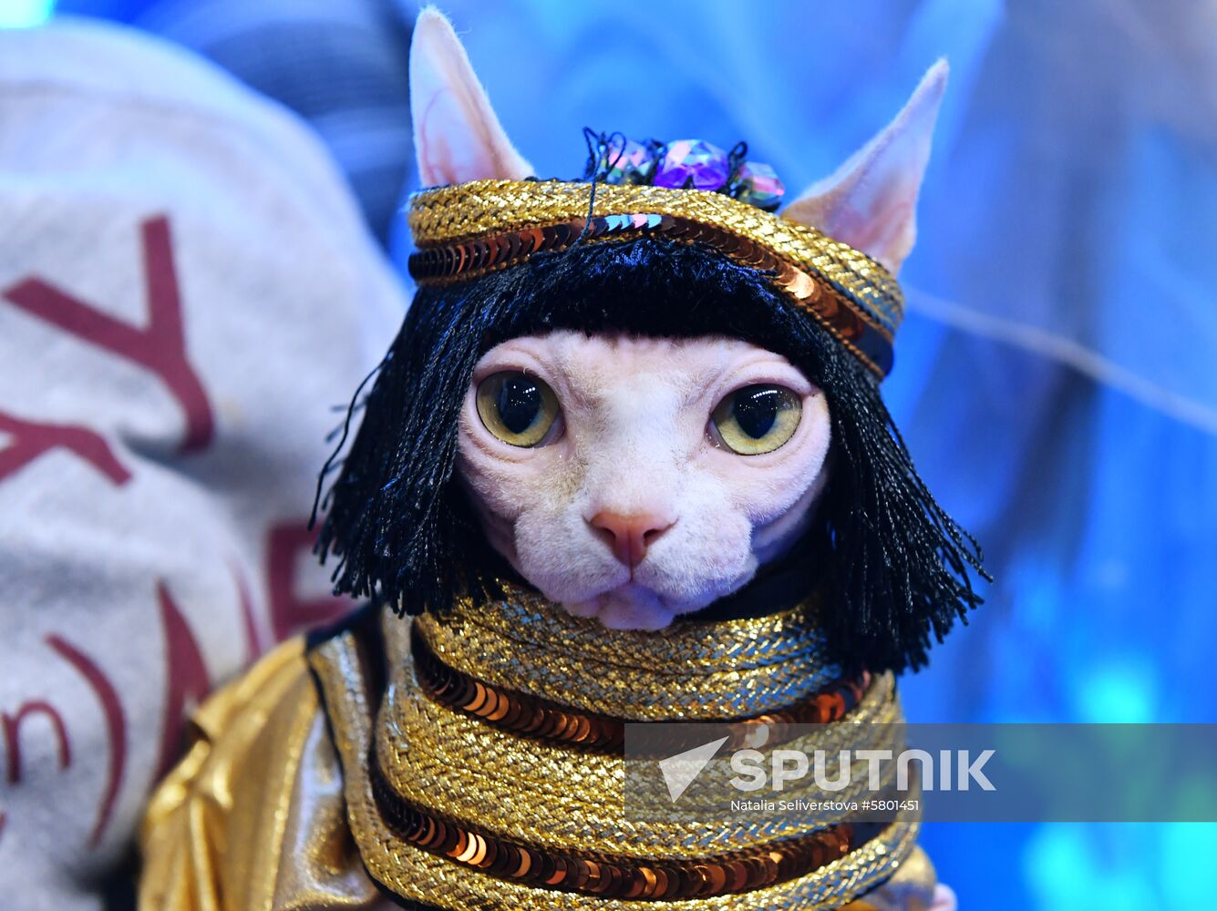 Russia Cats Show