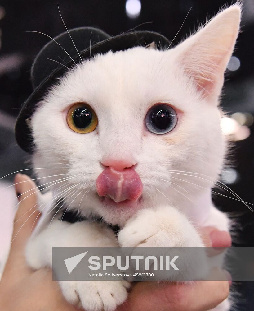 Russia Cats Show