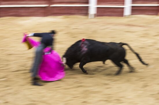 Spain Bull Carnival