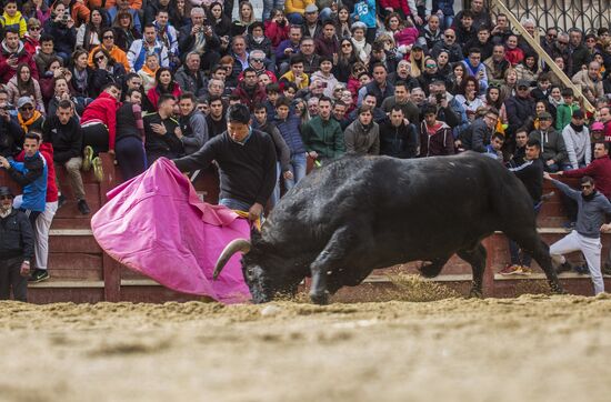 Spain Bull Carnival
