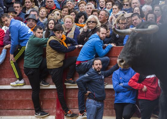 Spain Bull Carnival