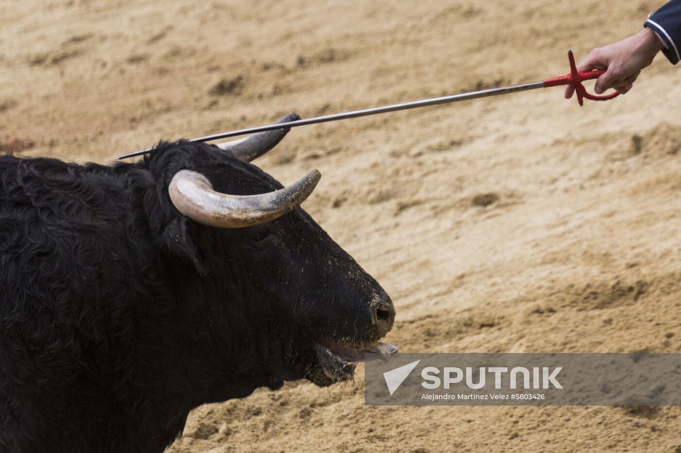 Spain Bull Carnival