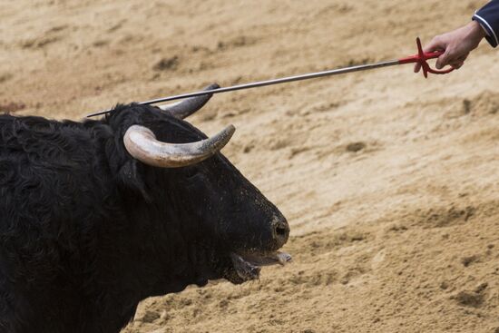 Spain Bull Carnival