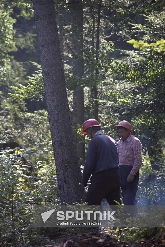 Nadvornaya forestry