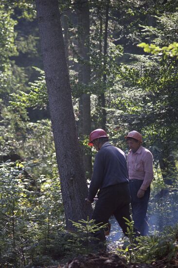 Nadvornaya forestry