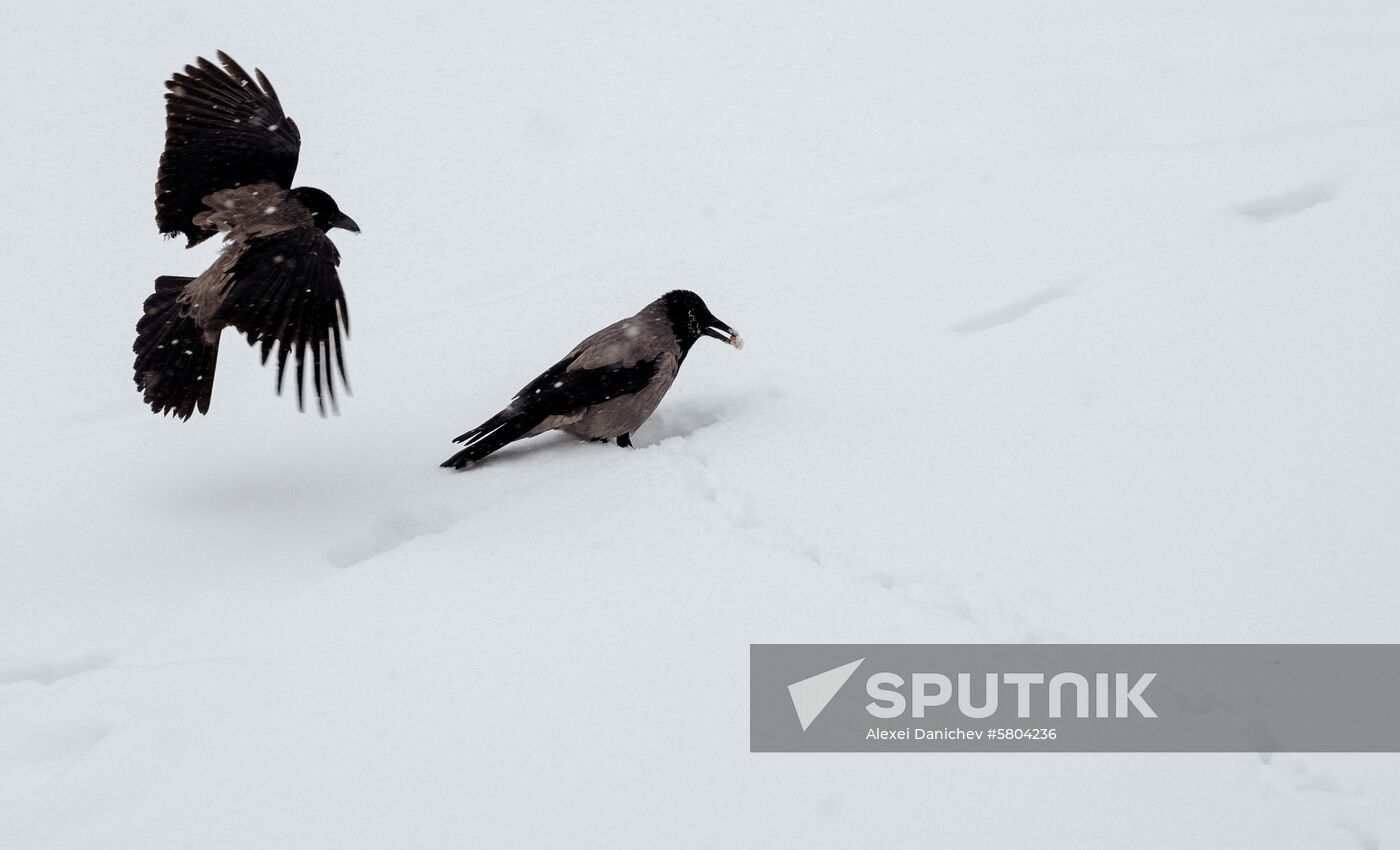 Russia Weather