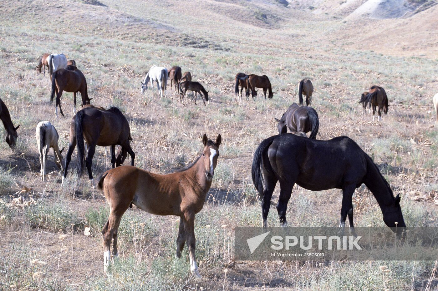Ashkhabad stud farm