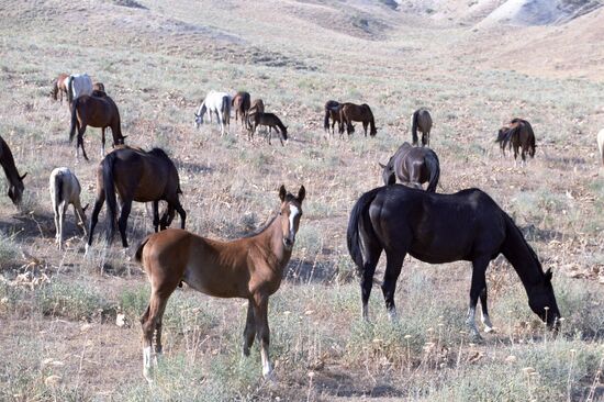 Ashkhabad stud farm