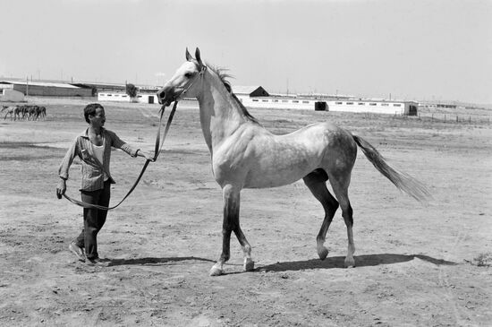 Ashkhabad stud farm