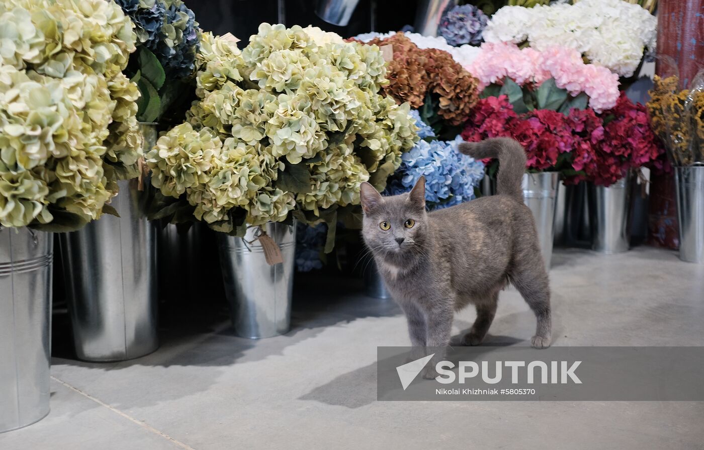 Russia Flowers On Sale