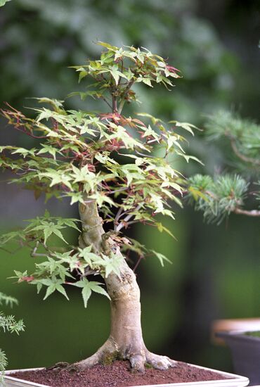 Japanese garden in Moscow