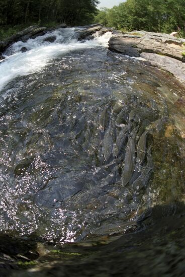 Salmon's spawning in Sakhalin