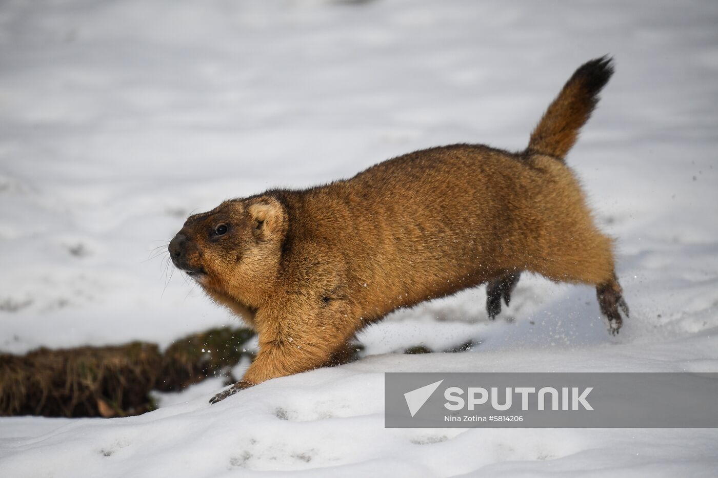 Russia Marmots