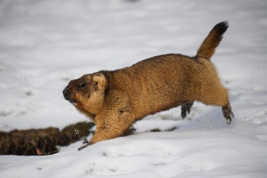 Russia Marmots