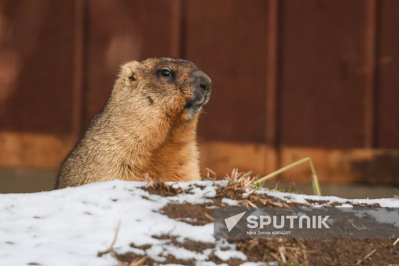 Russia Marmots