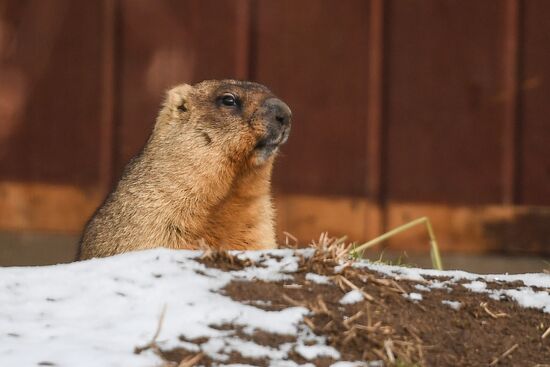 Russia Marmots