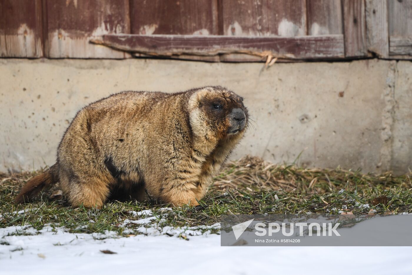 Russia Marmots