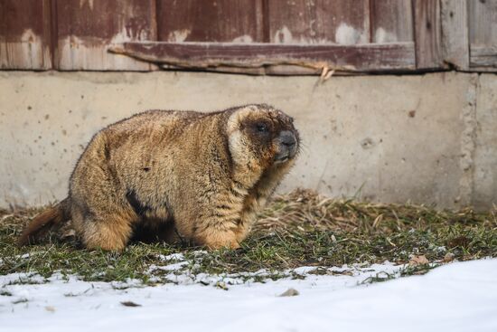 Russia Marmots