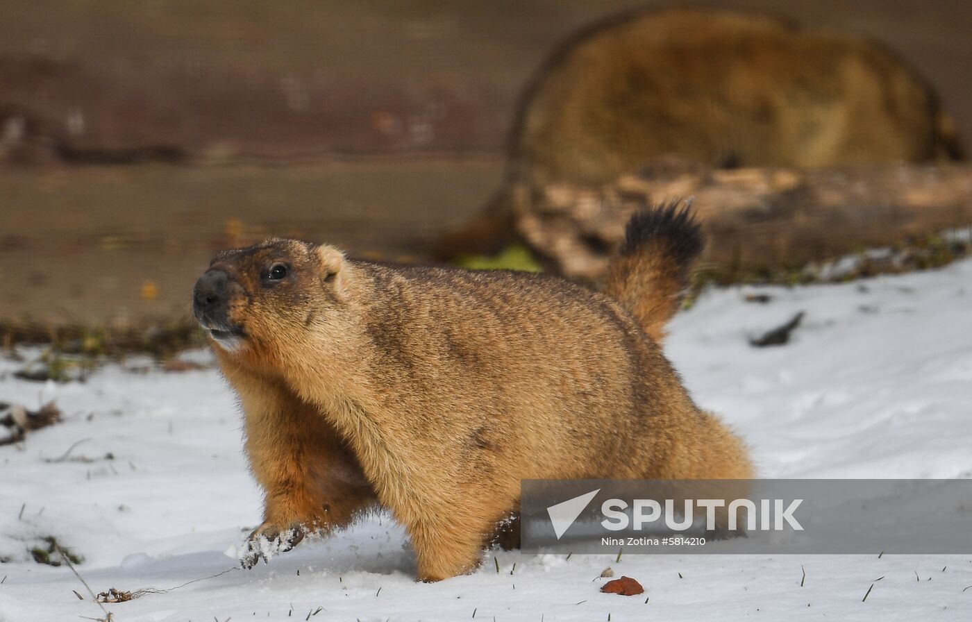 Russia Marmots