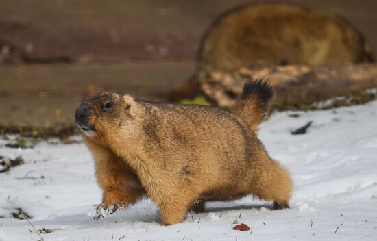 Russia Marmots