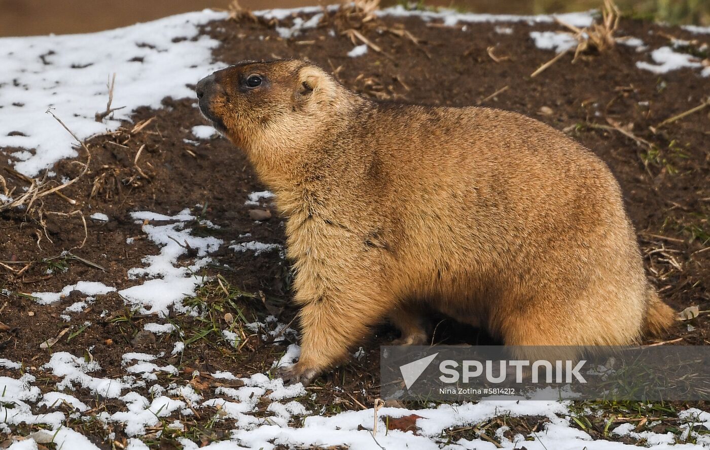 Russia Marmots