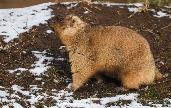Russia Marmots