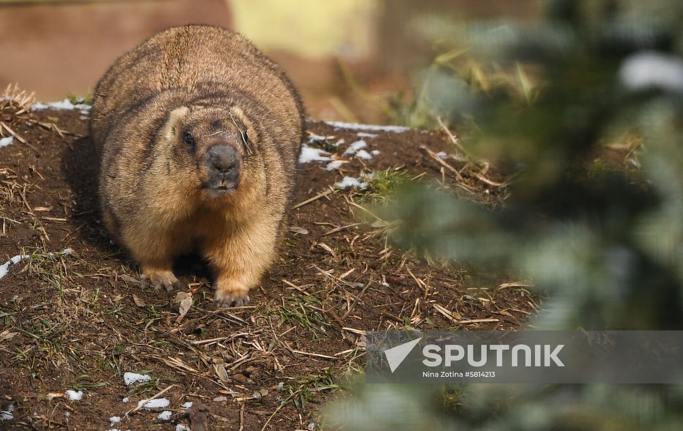 Russia Marmots