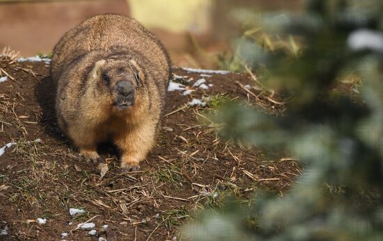 Russia Marmots