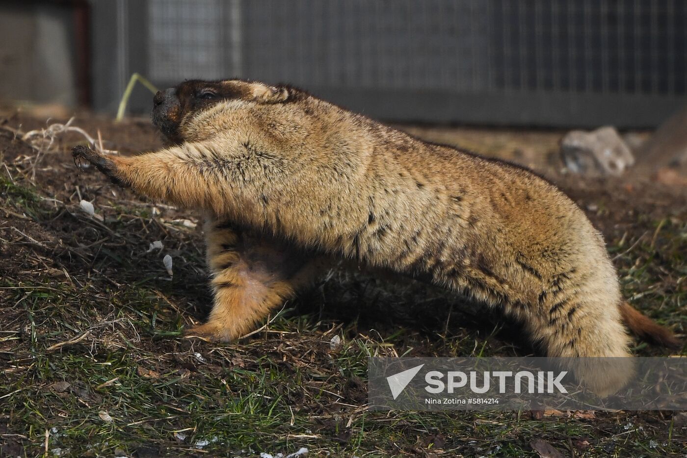 Russia Marmots