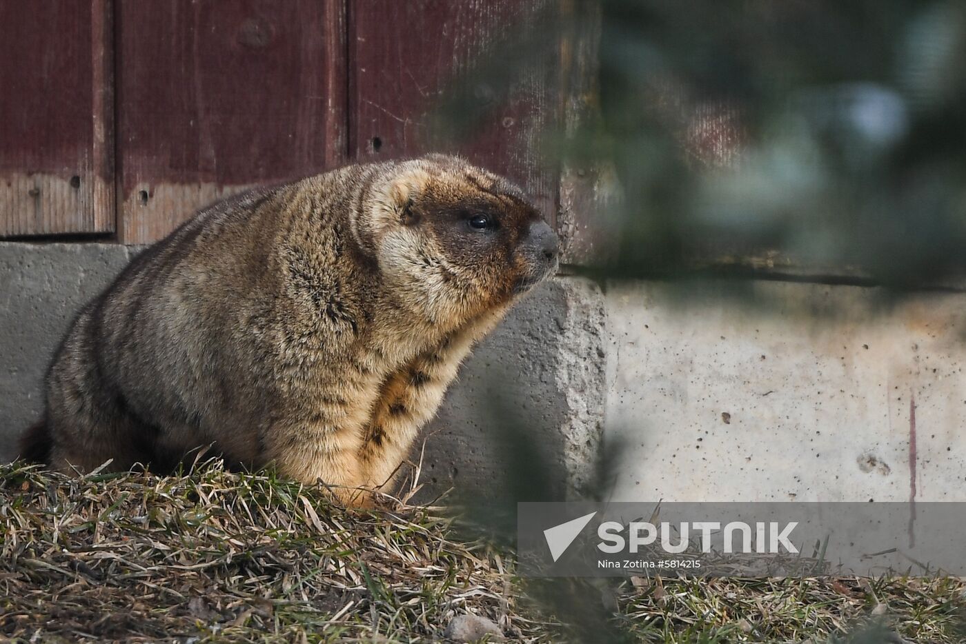 Russia Marmots