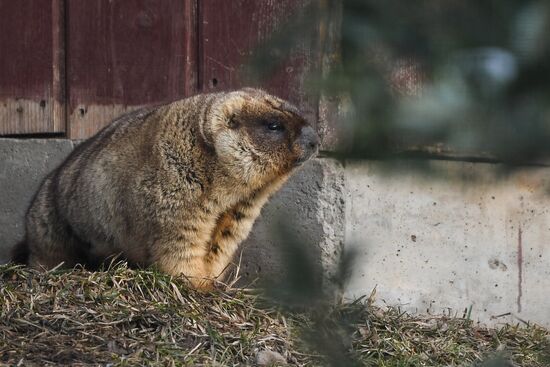 Russia Marmots
